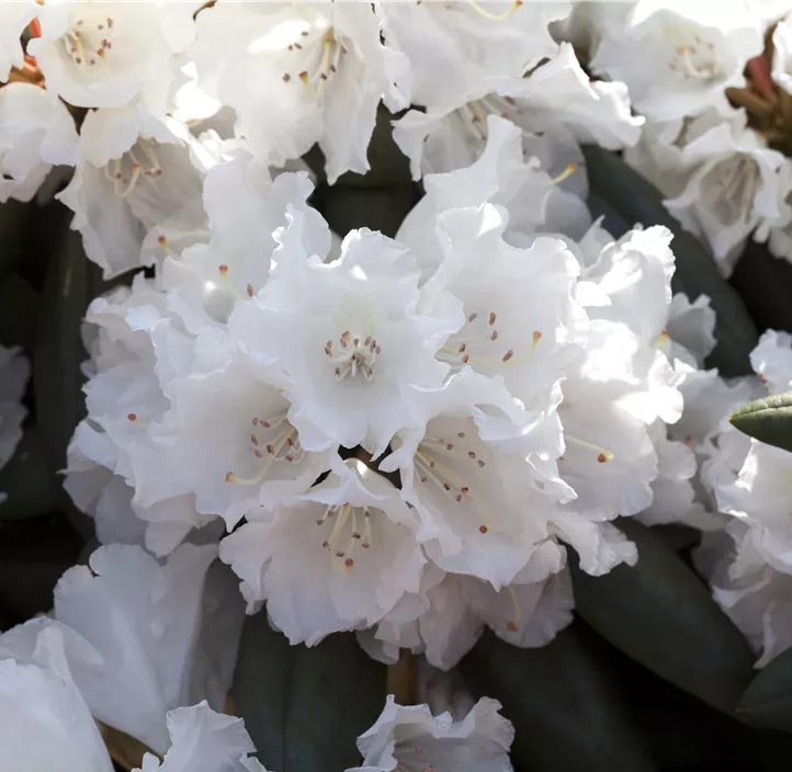 Yakushima-Rhododendron