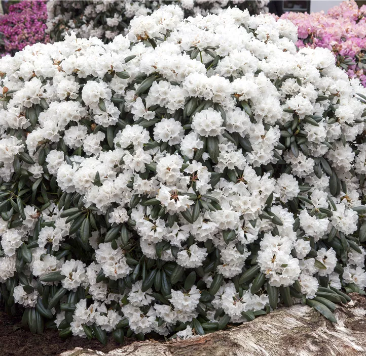 Yakushima-Rhododendron