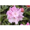 bellaflora Gartencenter GmbH