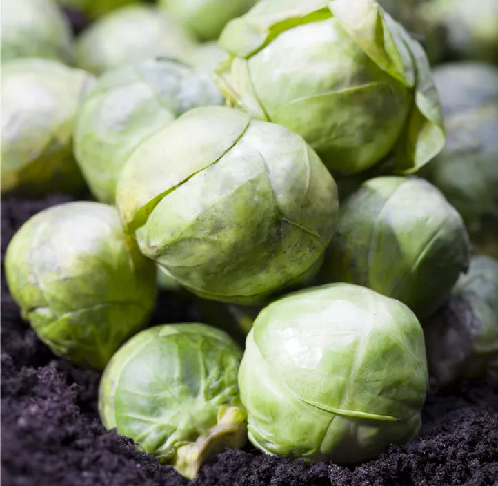 Rosenkohl 'Roodnerf'