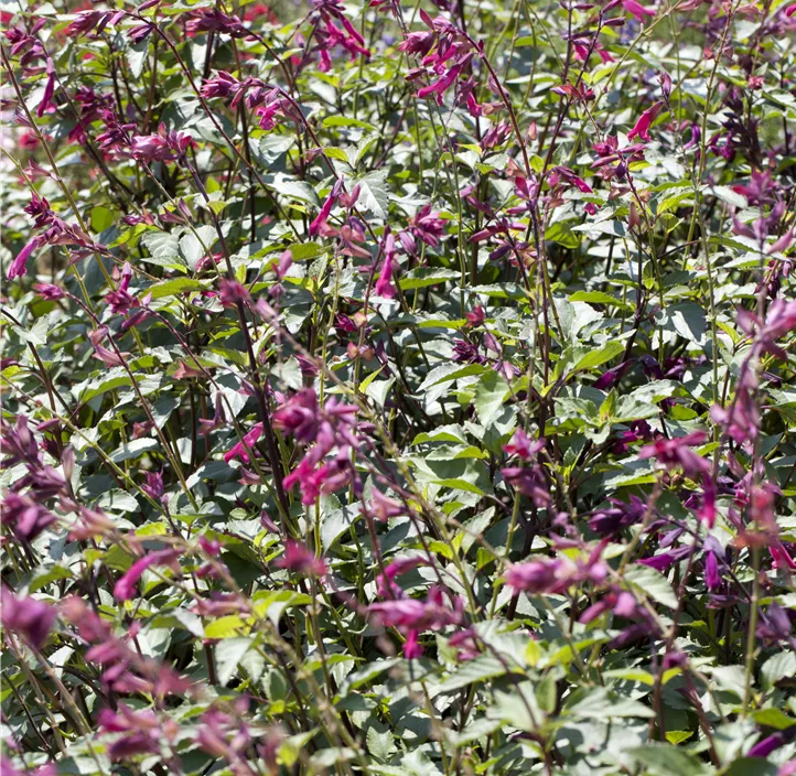 Salbei