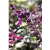 bellaflora Gartencenter GmbH
