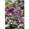 bellaflora Gartencenter GmbH