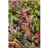 bellaflora Gartencenter GmbH