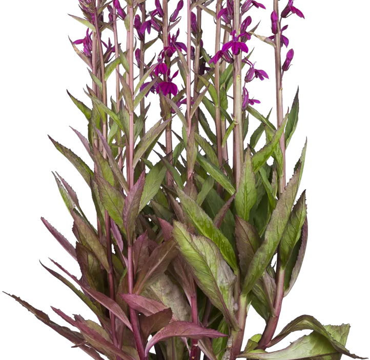 Salbei