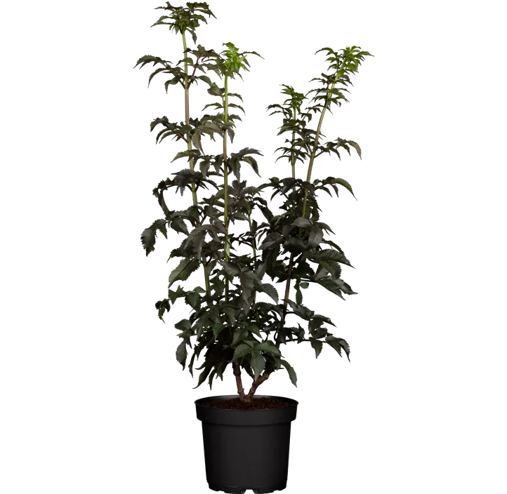 Schwarzer Holunder 'Black Tower'®