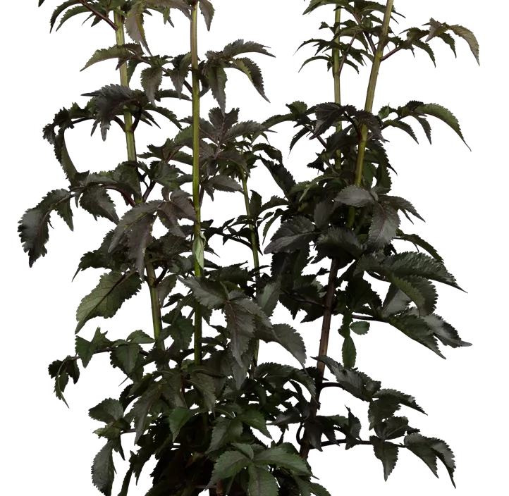 Schwarzer Holunder 'Black Tower'® Schwarzer Holunder 'Black Tower'®