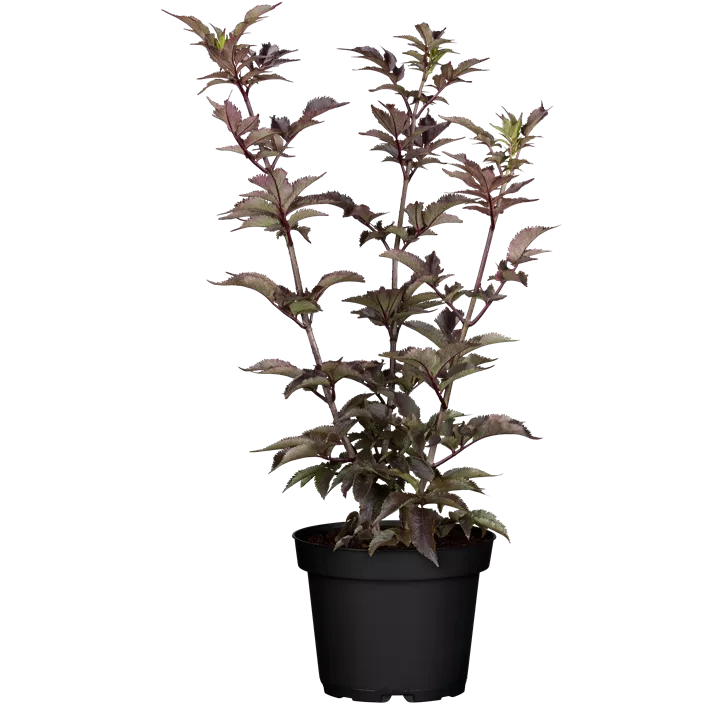 Schwarzer Holunder 'Black Tower'®