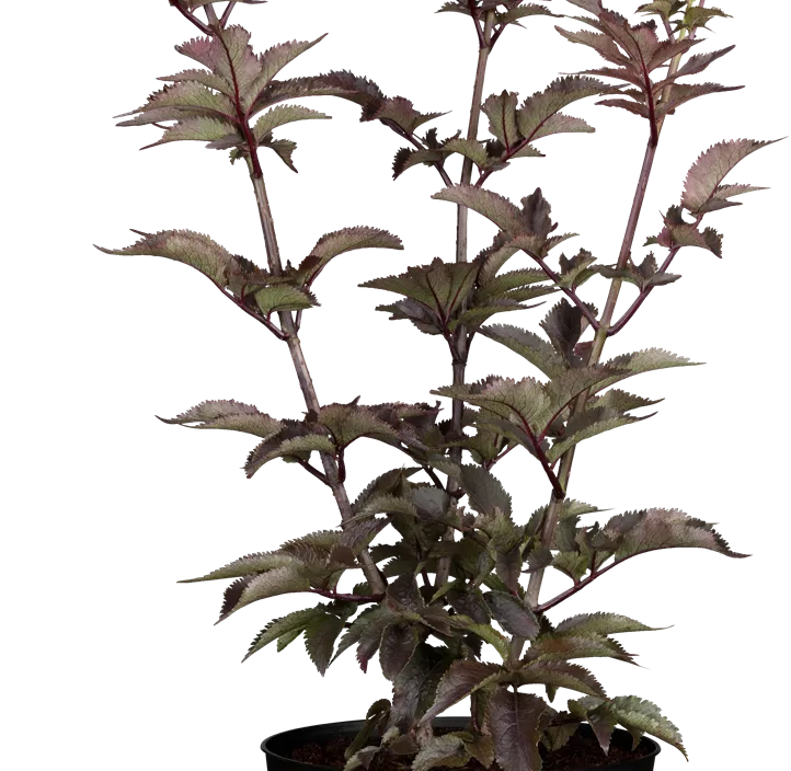 Schwarzer Holunder 'Black Tower'® Schwarzer Holunder 'Black Tower'®