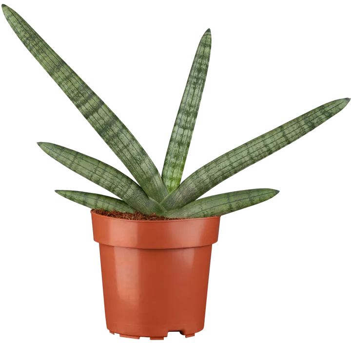 Bogenhanf 'Boncel'