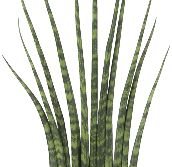 Bogenhanf 'Spaghetti'