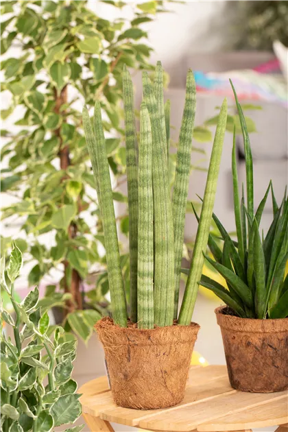 Sansevieria cylindrica 'Spaghetti', Bogenhanf 'Spaghetti' - Bellaflora
