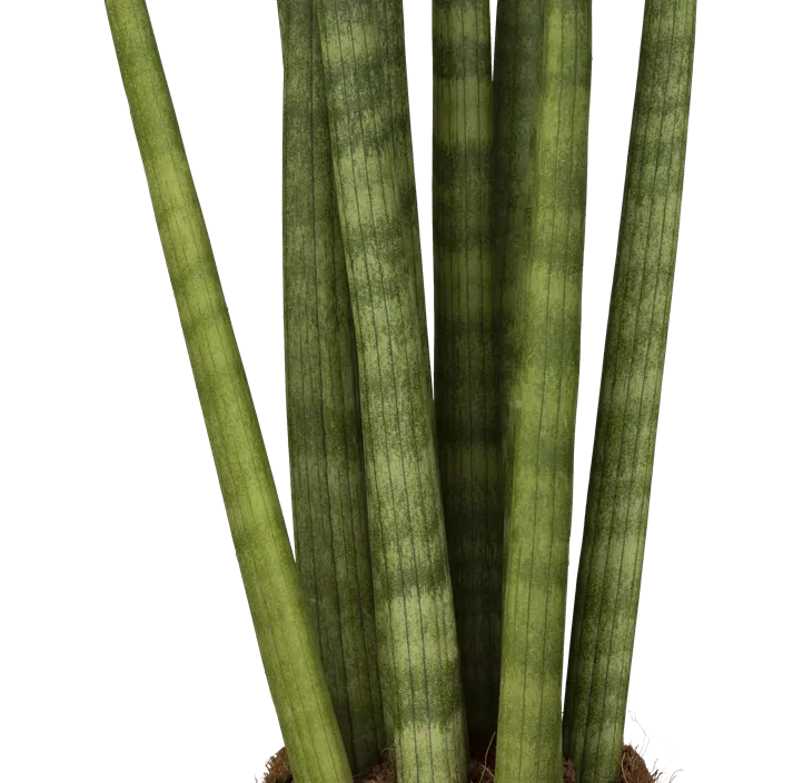 Bogenhanf 'Spaghetti'