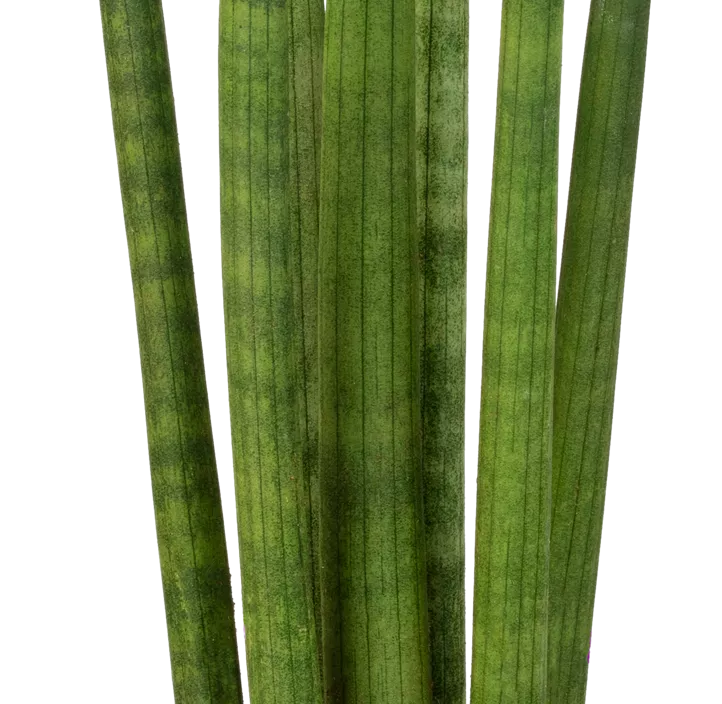 Bogenhanf 'Spaghetti'