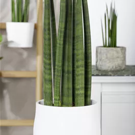 Sansevieria Straight
