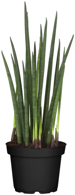 sansevieria trifasciata 'black gold' Sansevieria Superba