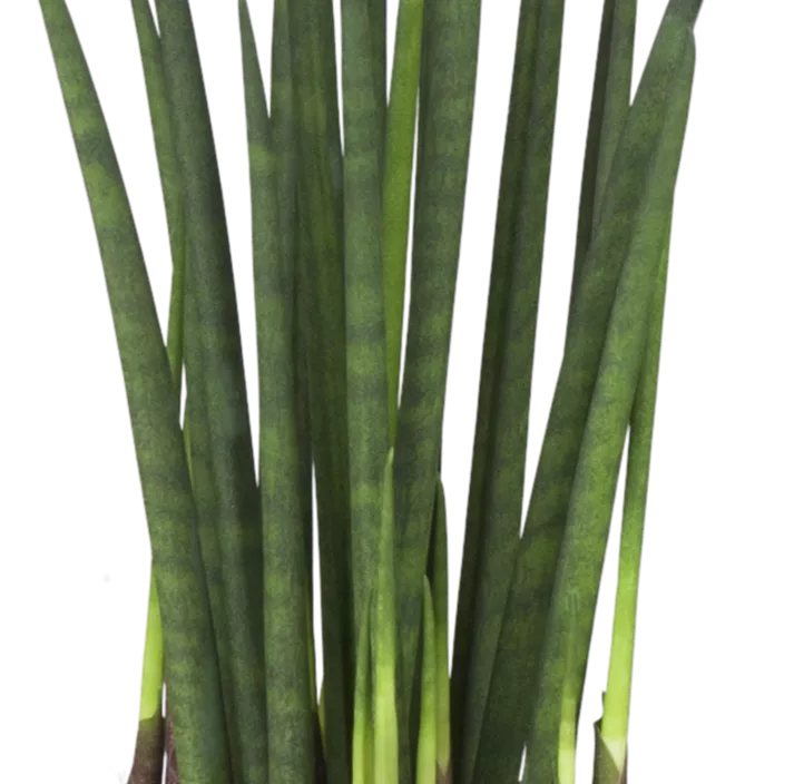 Bogenhanf 'Straight'