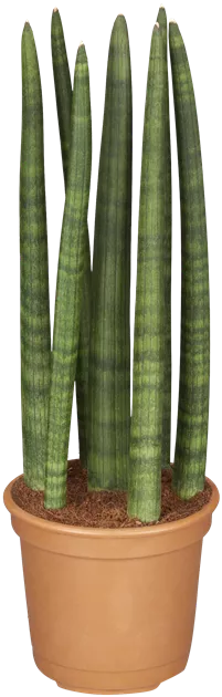 Sansevieria Straight, Bogenhanf 'Straight' - Bellaflora