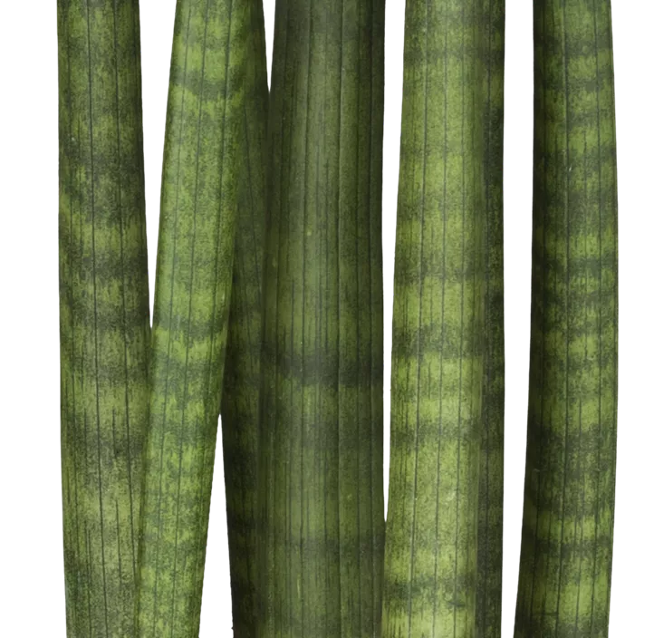 Bogenhanf 'Straight'