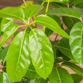 Schefflera amate