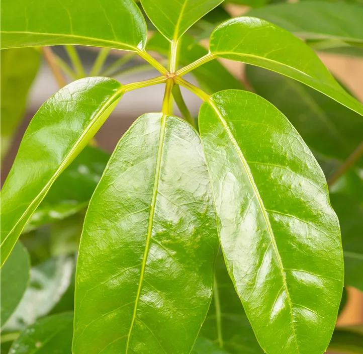 Queensland-Strahlenaralie