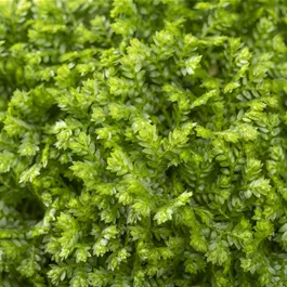 Selaginella Apoda