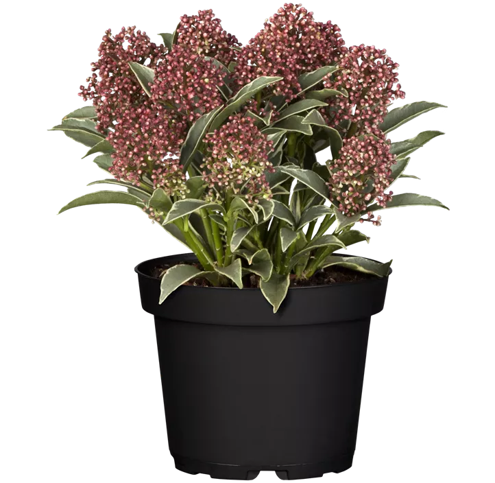 Skimmie 'Mystic Marlot'