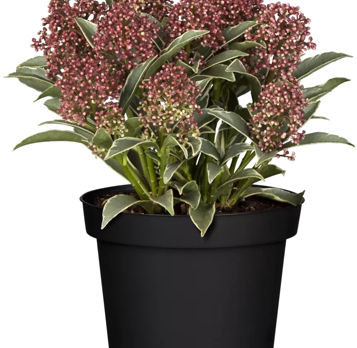 Skimmie 'Mystic Marlot'