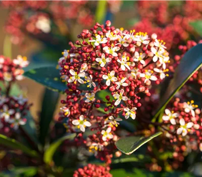 Skimmia japonica Red Dwarf