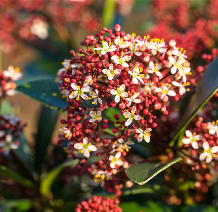 Skimmie 'Red Dwarf'®