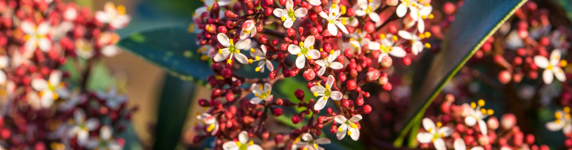 Skimmia japonica Skimmia japonica