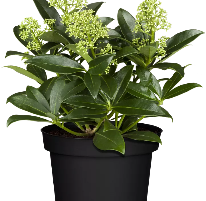 Skimmie 'White Dwarf'