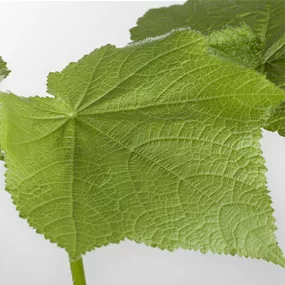 Sparmannia africana