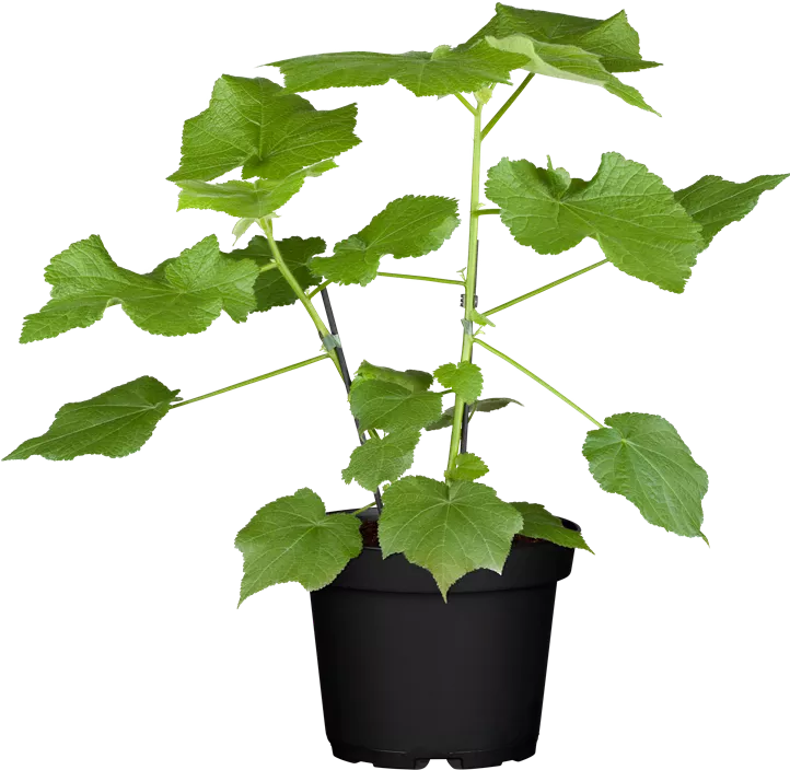 Kapländische Zimmerlinde Kapländische Zimmerlinde