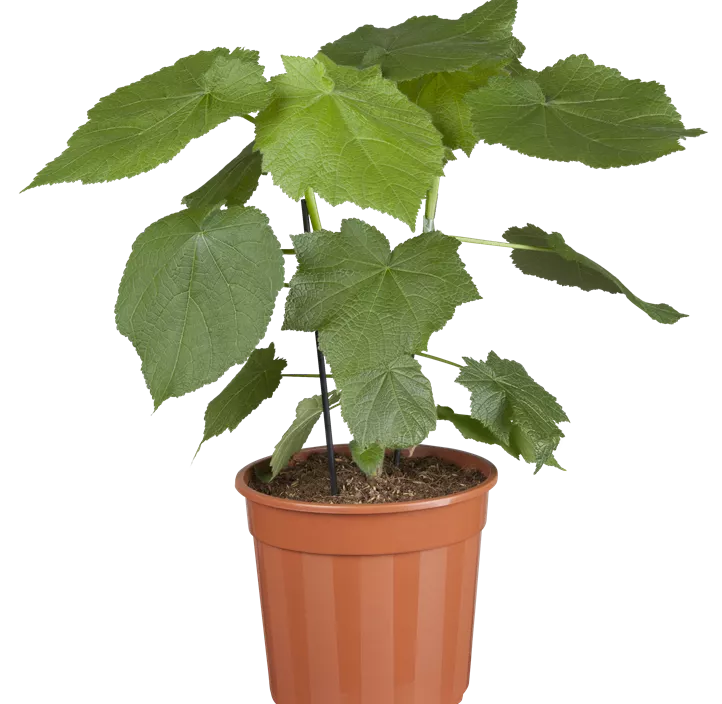 Kapländische Zimmerlinde Kapländische Zimmerlinde