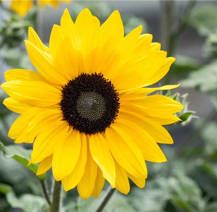 Sonnenblume 'Henry Wilde'