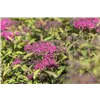 bellaflora Gartencenter GmbH