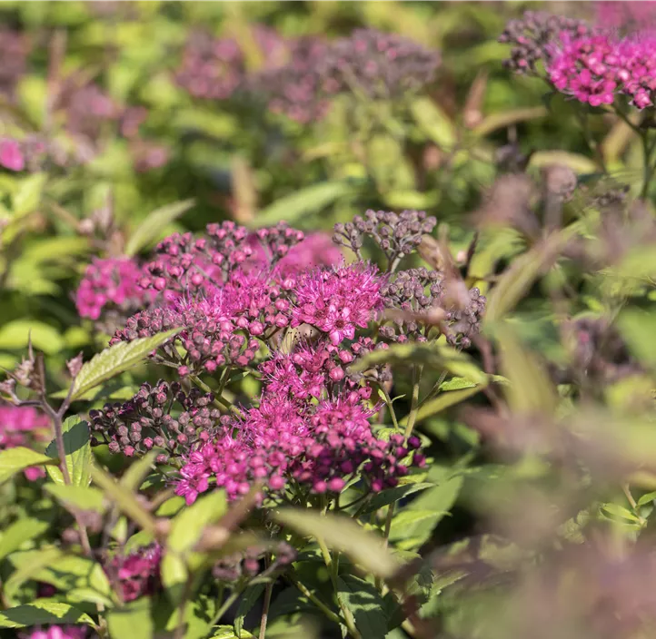 Sommerspiere 'Anthony Waterer'