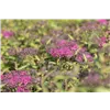 bellaflora Gartencenter GmbH
