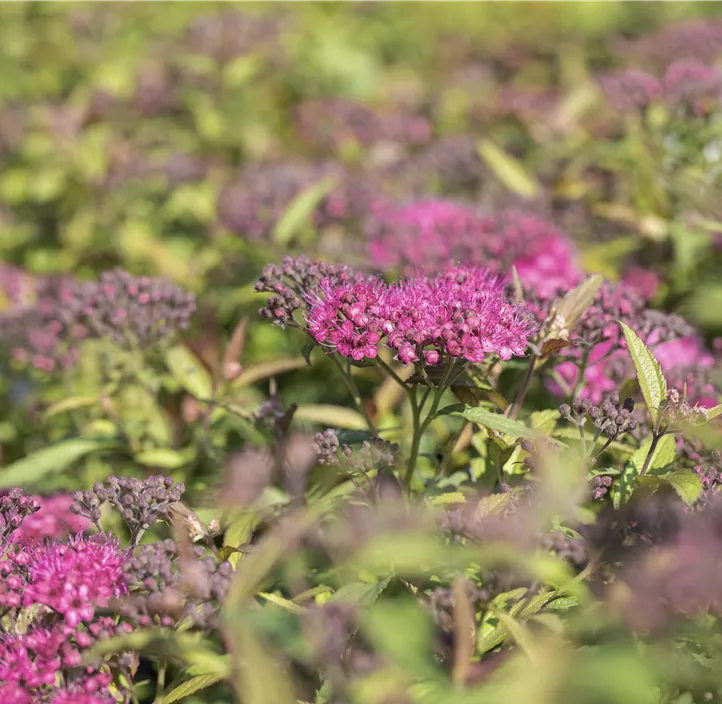 Sommerspiere 'Anthony Waterer'