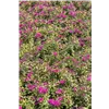 bellaflora Gartencenter GmbH