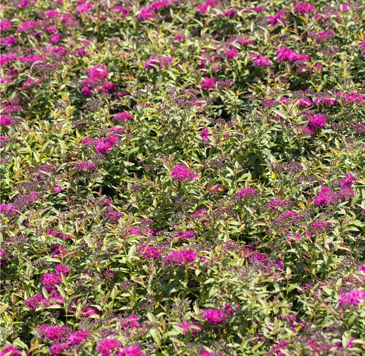 Sommerspiere 'Anthony Waterer'