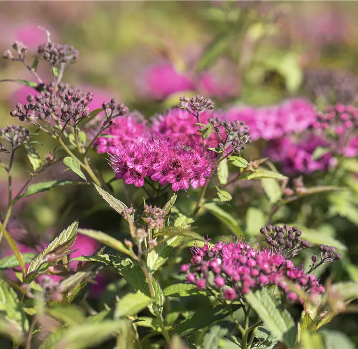 Sommerspiere 'Anthony Waterer'
