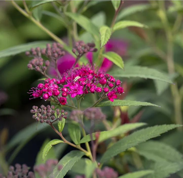 Sommerspiere 'Anthony Waterer'