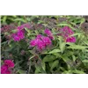 bellaflora Gartencenter GmbH