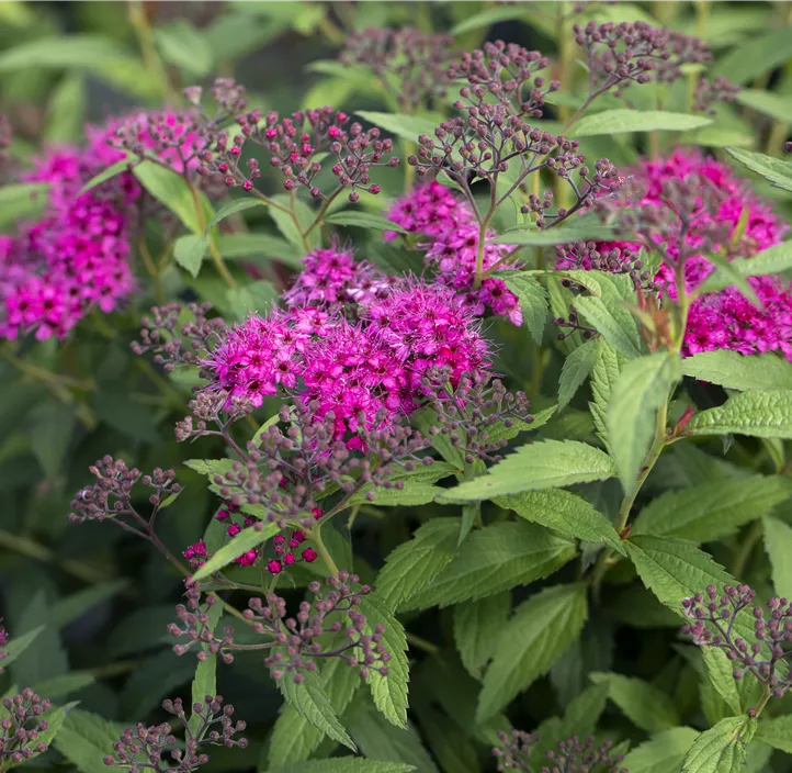 Sommerspiere 'Anthony Waterer'