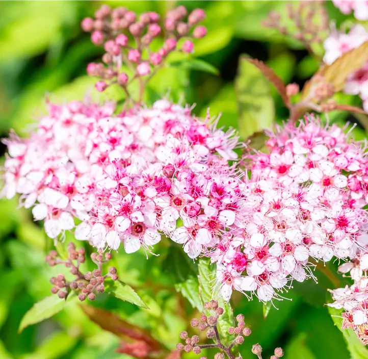 Sommerspiere 'Anthony Waterer'