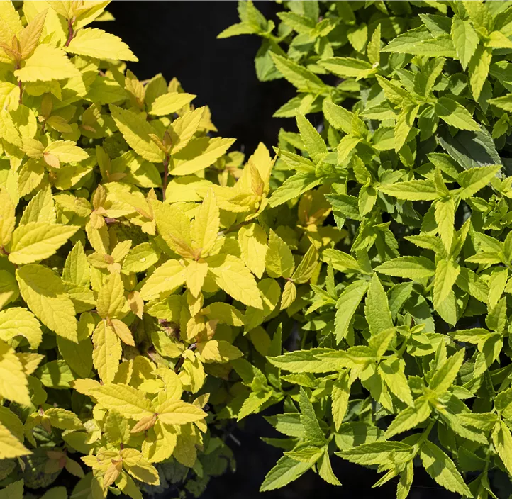 Sommerspiere 'Goldflame'