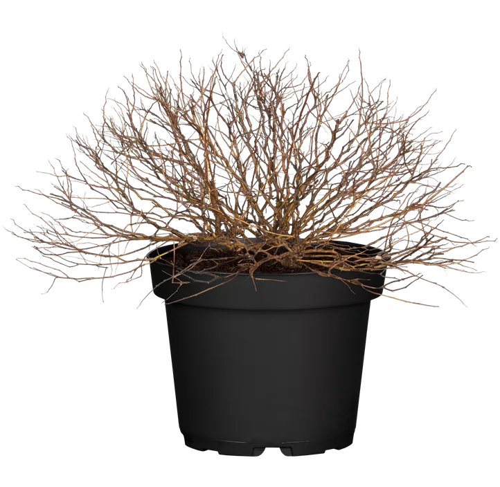 Sommerspiere 'Magic Carpet'®