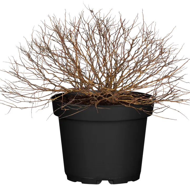 Sommerspiere 'Magic Carpet'®